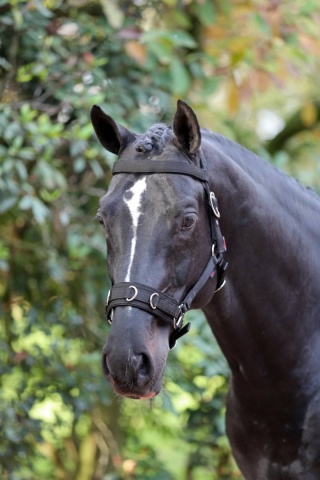 COVALLIERO Kawecan CZARNY COB