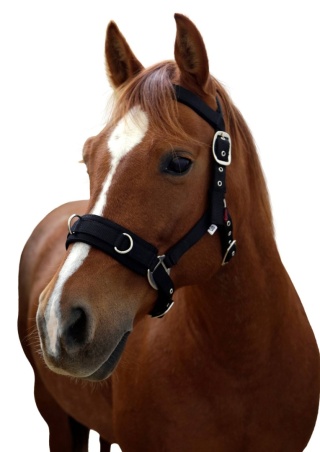 COVALLIERO Kawecan CZARNY COB